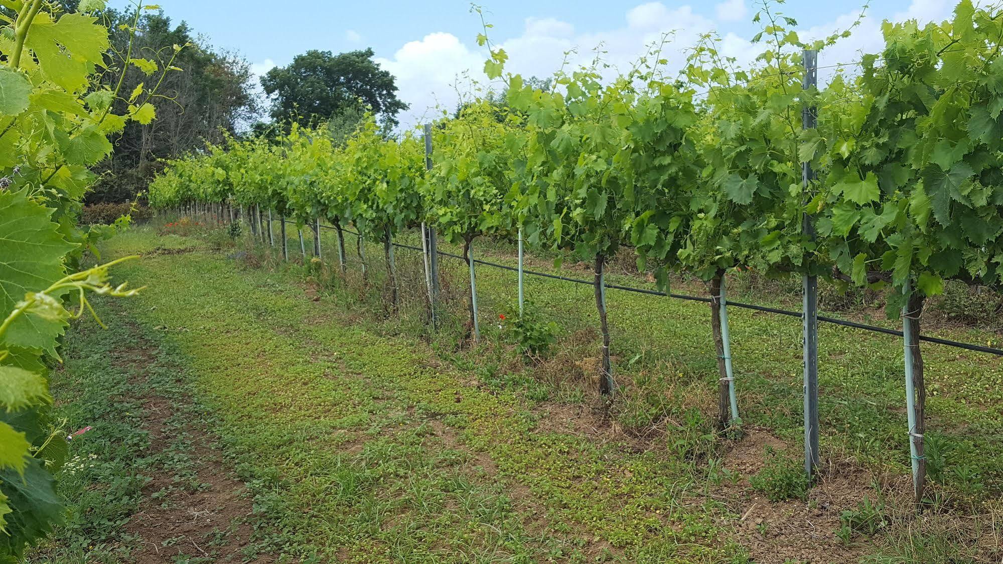 Azienda Agricola Sinisi Cerveteri Extérieur photo